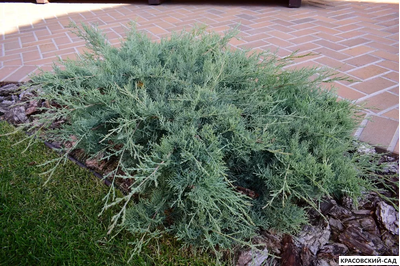 Можжевельник Пфитцериана Глаука - Pfitzeriana Glauca