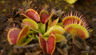 Dionaea muscipula Cropped tooth