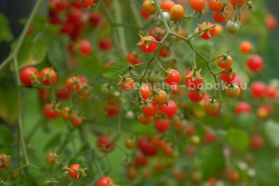 Томат ампельный Сотни и тысячи (100 и 1000), 10 шт.