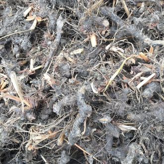 Нагармота, циперус, сыть (Cyperus scariosus) 1 г - 100% натуральное эфирное масло