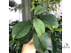 Фагрея круглолистная / Fagraea shot leaf