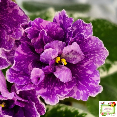 SV-Космические Ежи (С. Суворова) 2021 г.