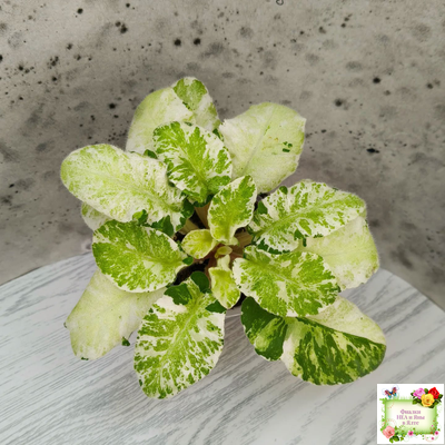 КНН-Крокус химерный спорт по листу