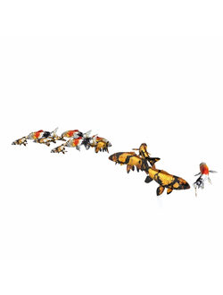 рыбы Карпы Кои Koi 3