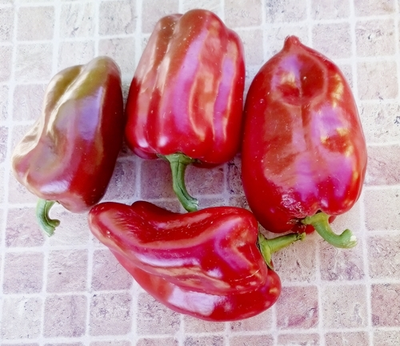 Перец сладкий Любова Ладонь (Ljubov Dlan)