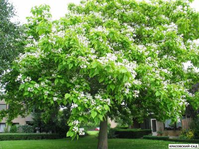 Катальпа бигнониевидная