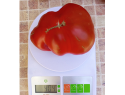 Томат Большая чёрная паста Кэрол Чико (Carol Chyko's Big Paste Black)