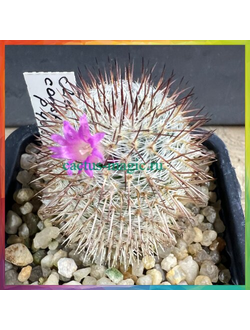 Mammillaria conspicua P 468