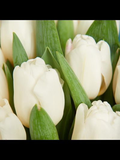 Букет из 15 тюльпанов (цвет на выбор)