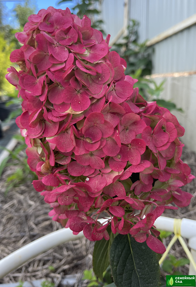 Гортензия метельчатая "Самарская Лидия"