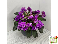 Senk's Longlegs (R. Follett/D. Senk) трейлер (укор. пасынок)