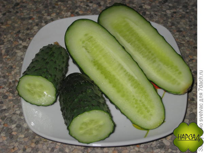 ОГУРЕЦ "ЩЕДРИК F1" (саженец 3-4 листа) (для теплицы и открытого грунта, неприхотливый, вкусный без горечи)