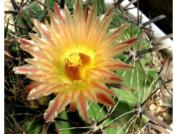 Ferocactus horridus - 5 семян