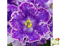 DS-Изюм (Dimetris) 2014 г.