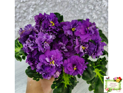 ЛФ-Лилия (Л. Федосеева) 2019 г.