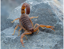 Скорпион Hottentotta Hottentotta