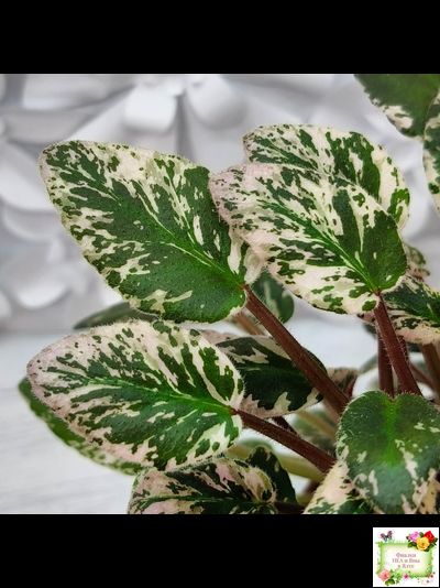 Adeara (P. Tracey) (3975) 06/02/1980 трейлер