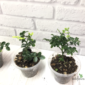 Murraya min-a-min compacta / Муррайя мин-а-мин компактная