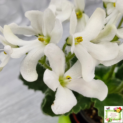 Lunar Lily white (Лунэ Лили уайт) (селекционер неизвестен)