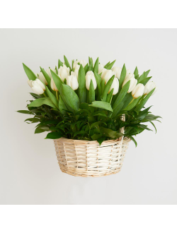 51 белый тюльпан в корзине