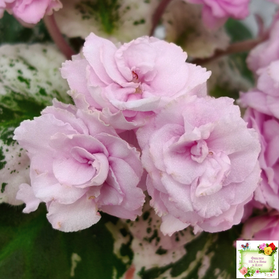 Rose Bouquet (G.T.Smith) (9028) 04/12/2001