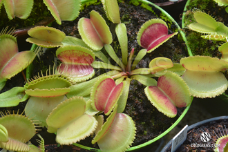 Dionaea muscipula Whale