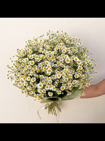 25 кустовых ромашек