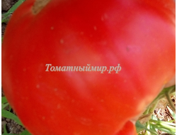 Томат Истра (Istra)