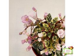 Precious Pixie (S.Sorano) (3 листа с детками в 1 стаканчике)