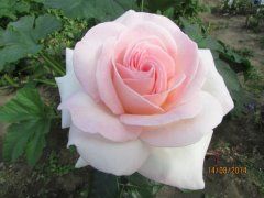 Александр Пушкин (Prince Jardinier,  принц Жардиньер). Ч\Г, Meilland