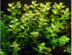 Бакопа каролинская