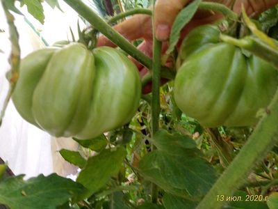 Томат  Козий мешок (Goat Bag, Козья сумка) США