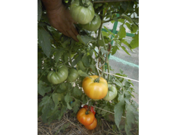 Томат Желто-оранжевые от Умриловой