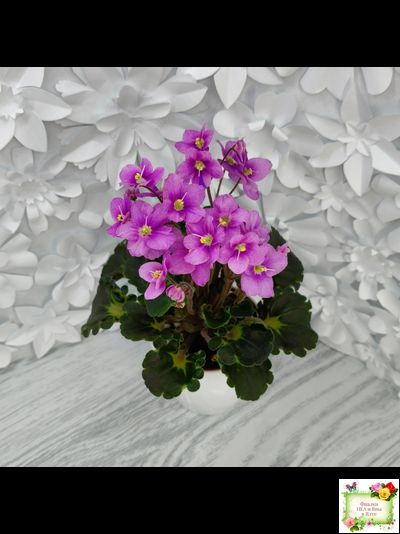 LV-Ланселот (Л. Шевелева) 2025 г. (клакамусный гёрл с кроновой пестролистностью) (стартер)