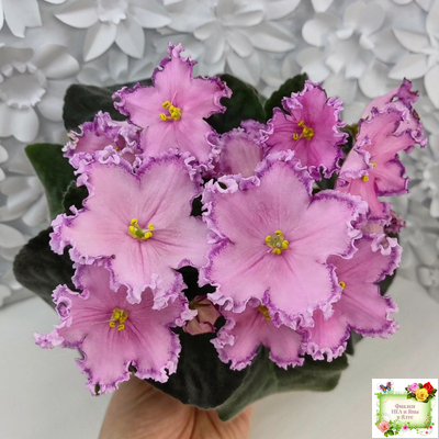 Nik-Хмельное Лето (Н. Булко) 2022 г. (крупная детка)