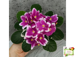 KZ-Источник Вдохновения (И. Заикина) 2023 г.