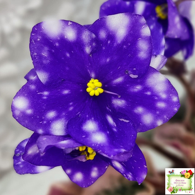 Rivermist Heavenly (J. Baker) (10985) NEW 05/21/2018