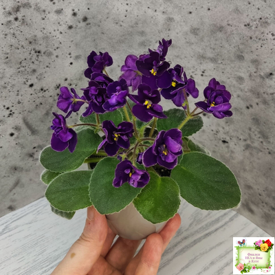 Mac's Piqued Pixie (G. McDonald) 2011 г. (лист посажен 25.01.26)