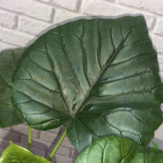 Фикус Умбеллата / Ficus Umbellata