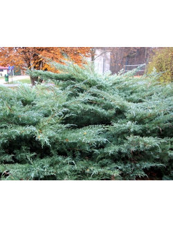 Можжевельник виргинский Хетц; Р10,20-40