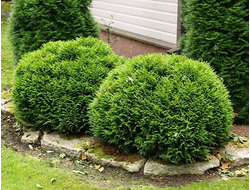 Туя западная Danica, C5