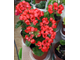 Red Pandora - пеларгония тюльпановидная - описание сорта, фото - купить черенки в Перми и почтой