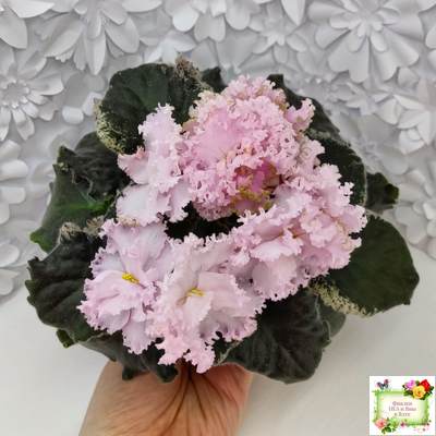 АВ-Роскошная Жизнь (Фиалковод) 2021 г. (лист посажен 03.11.25)