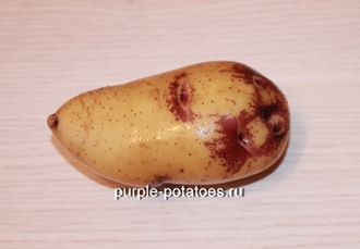 Картофель Синяя Клякса (Purple Blot)