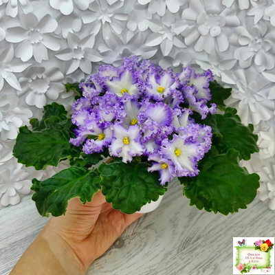 РМ-Франческа (Н. Скорнякова) 2019 г. (лист посажен 05.10.25)