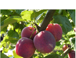 Болховчанка (слива)