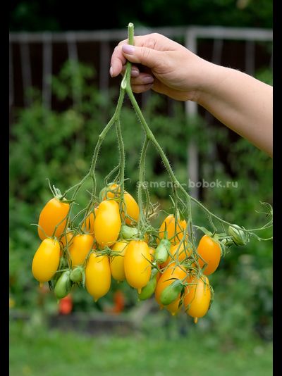 Томат Нежность, 10 шт