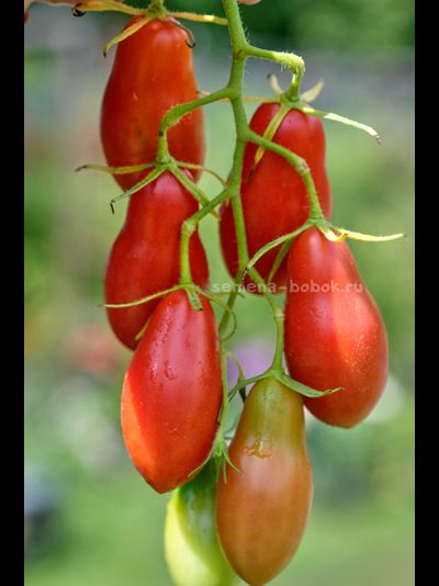 Томат Покоритель Неба (Himmelsturmer), 10 шт