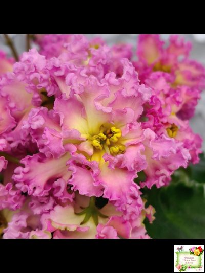 РМ-Богиня Солнца (Н. Скорнякова) 2019 г.