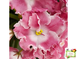 НД-Морковка (Н. Данилова-Суворова) 2021 г.